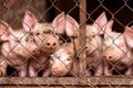 Little pigs in pigsty