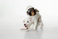 Cute and little doggies posing cheerful isolated on white background