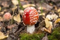 Little young Fly agaric mushroom in fall nature with green moss and dry yellow leaves. Amanita muscaria in autumn forest, macro Royalty Free Stock Photo