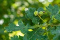 Little young green acorns of English oak tree Royalty Free Stock Photo