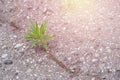 Little young green plant with leaves grows through the asphalt as concept of power, strenght Royalty Free Stock Photo