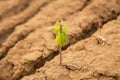 Little young green plant, tree on dry cracked soil, dried earth