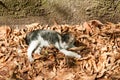 Little young kitten lies on the orange dry leaves and enjoy in the beautiful sunny day Royalty Free Stock Photo