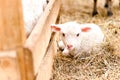 Little young lamb sitting at agriculture farm Royalty Free Stock Photo