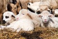 Little young lambs smiling at camera and sleeping Royalty Free Stock Photo