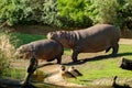 two wild african hippopotamuses one keeps his head on the back of another. good friend support. Funny animals. Small little hippop Royalty Free Stock Photo