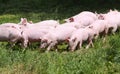 Little young piglets on green meadow