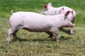 Little young piglets on green meadow