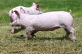 Little young piglets on green meadow