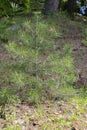 Little young small fir tree close up in spring summer forest Royalty Free Stock Photo