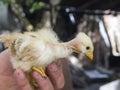 Little Young Yellow Naked Neck Chicken In Male Hand