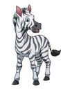 Little Zebra Cartoon Animal Illustration