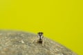 Zebra jumping spider Salticus scenicus Royalty Free Stock Photo