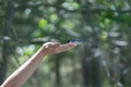 Littlebird eats seed from your hand while on a hike in the woods Royalty Free Stock Photo