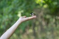 Littlebird eats seed from your hand while on a hike in the woods Royalty Free Stock Photo