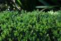 Littleleaf boxwood - hedge plant