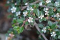 Littleleaf cotoneaster Cochleatus