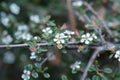 Littleleaf cotoneaster Cochleatus Royalty Free Stock Photo