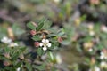 Littleleaf cotoneaster Cochleatus