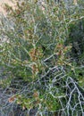 Littleleaf Mountain Mahogany or Cercocarpus shrub in Utah national park Royalty Free Stock Photo