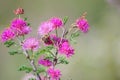 Littleleaf Sensitive Briar plant Mimosa microphylla