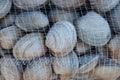 Littleneck Clams (Ameghinomya antiqua)