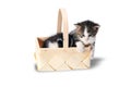Littles kitten in a wood basket on white background in studio. Royalty Free Stock Photo