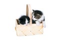 Littles kitten in a wood basket on white background. Royalty Free Stock Photo