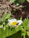 Littley bee workin to make honey from strawberry flower on a macro photo Royalty Free Stock Photo