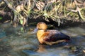 Littlt teal Shaking off water on feather Royalty Free Stock Photo