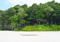 Littoral Forest with Sea Mahua Trees and Lush Green Vegetation at White Sandy Beach, Andaman Islands, India