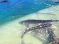 Live active sturgeons on the farm at Kibbutz Dan. Israel