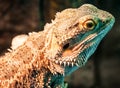 Live bearded agama Royalty Free Stock Photo