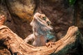 Live agama lizard Royalty Free Stock Photo