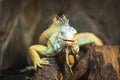 Live agama lizard bearded dragon Royalty Free Stock Photo