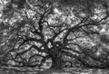 Live Angle Oak Tree Royalty Free Stock Photo