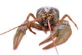 Live animal crawfishes