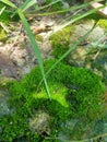 Live as bryophyte where there is a water its still can live