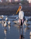 Painted Stork with seagulls. Shot on Nikon d7500 with 200-500 mm. . Exif A: 6.3 S: 10 Royalty Free Stock Photo