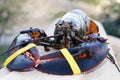 Live atlantic lobster isolated in close up, luxury seafood