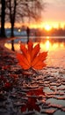 One orange maple leaf with golden morning light. Vertical format. Royalty Free Stock Photo