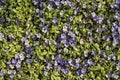 Live background of green leaves and blue flower periwinkle