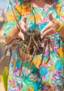 Live big lobster in the hands of people. Selective focus