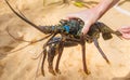 Live big lobster in the hands of people. Selective focus Royalty Free Stock Photo