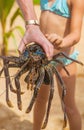 Live big lobster in the hands of people. Selective focus Royalty Free Stock Photo