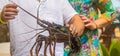 Live big lobster in the hands of people. Selective focus Royalty Free Stock Photo