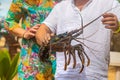 Live big lobster in the hands of people. Selective focus