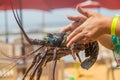 Live big lobster in the hands of people. Selective focus