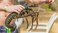 Live big lobster in the hands of people. Selective focus