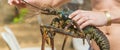 Live big lobster in the hands of people. Selective focus Royalty Free Stock Photo